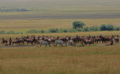 Mixed Topi  & Zebra herd