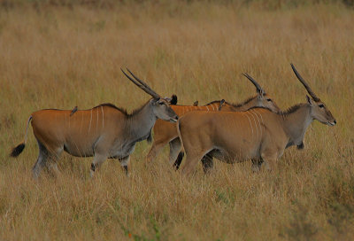 Eland with  both red-billed  Yellow-billed Oxpeckers