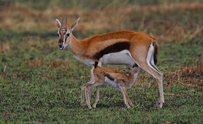 Thomson's Gazelle  & suckling youngster