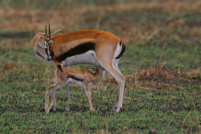 Thomson's Gazelle  admiring her youngster