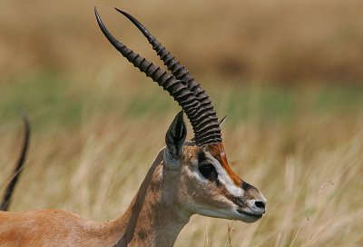 Grant's Gazelle buck