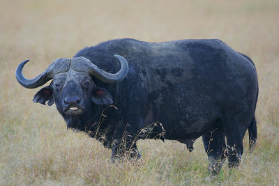 African Buffalo Bull 