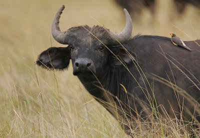 African  Buffalo cow
