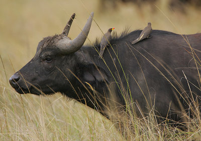 African Buffalo cow