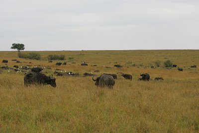African Buffalo herd