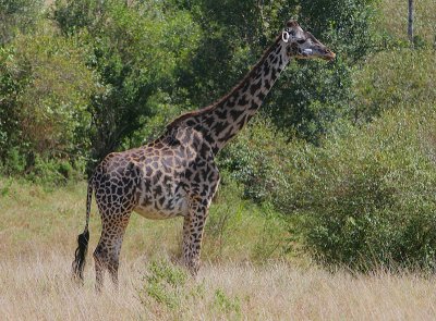 Masai Giraffe