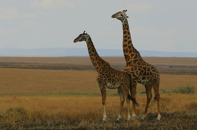 Giraffe -the amorous couple