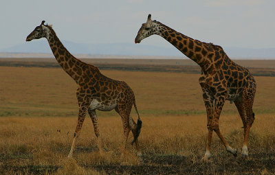 Giraffe -the amorous couple, will she, won't she? 