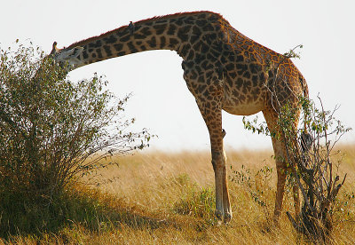 Giraffe feeding