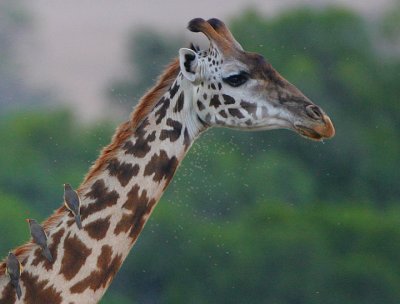 Giraffe headshot