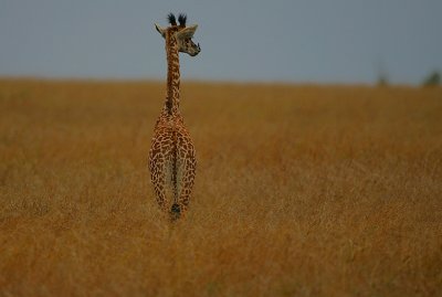 Giraffe youngster -looking for mum