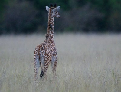 Giraffe youngster with Oxpecker