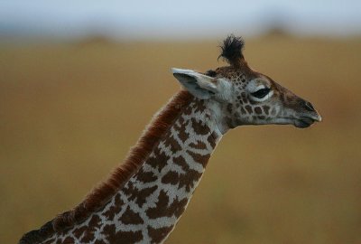 Giraffe youngster headshot