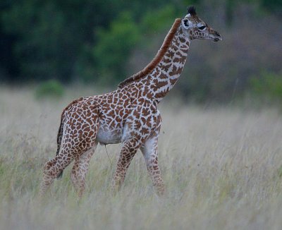 Giraffe baby