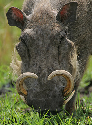 Warthog facial shot