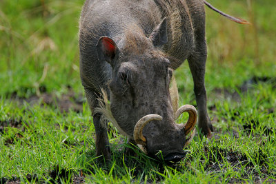 Warthog grazing 