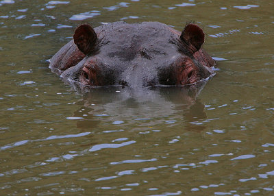 Hippo headshot