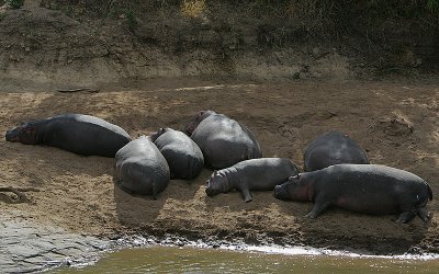 Hippo pool