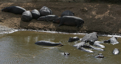 Hippo pool on the Talek river