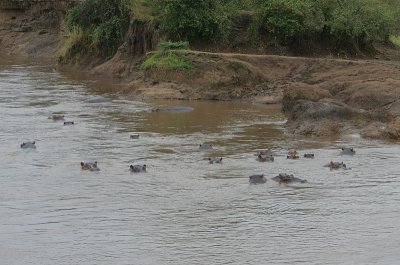 Hippo pool on the Mara River