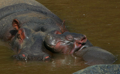 Hippo  mum & baby snoozing