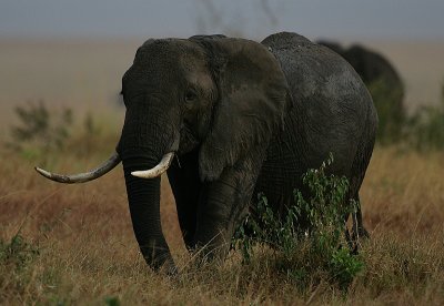 Elephant matriarch