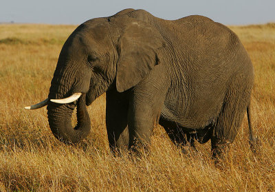 A happy Elephant