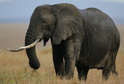 Elephant lawnmower