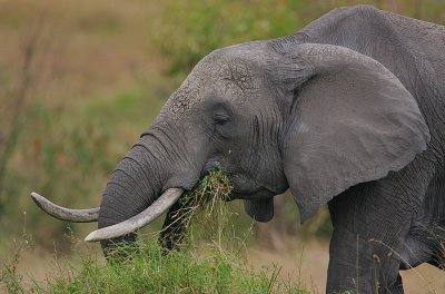 Elephant matriarch feeding