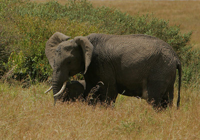 Elephant -mother  with child
