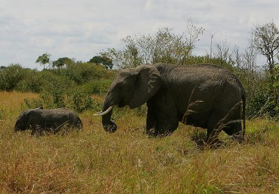 Elephant -mother  & child