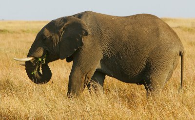 Yet another Elephant feeding