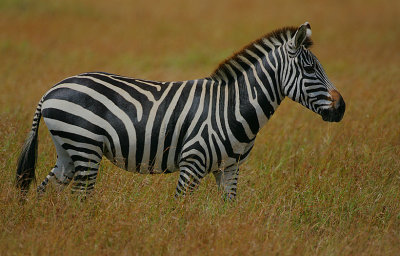 Common (Plains) Zebra