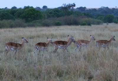 female Impala herd