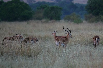 Impala buck with his harem