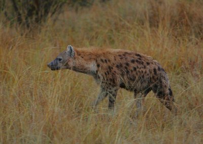 Spotted Hyaena