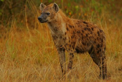 Spotted Hyaena 