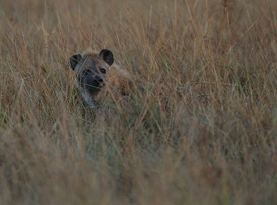 Spotted Hyaena