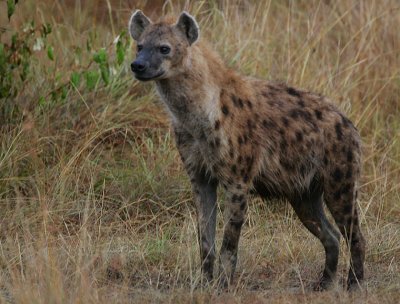 Spotted Hyaena