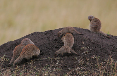 Banded Mongoose group