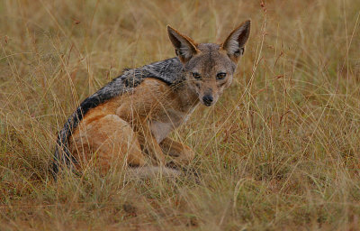 Black-backed Jackal