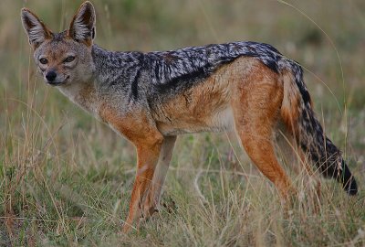 Black-backed Jackal 