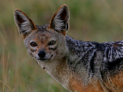 Black-backed Jackal headshot