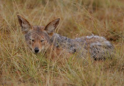 Black-backed Jackal Snoozing