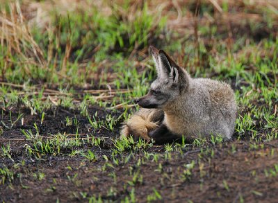 Bat-eared Fox