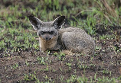 Bat-eared Fox 