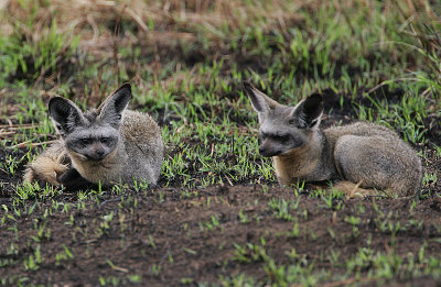 Bat-eared Fox pair