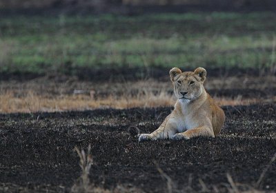 Lioness watching the incoming herds