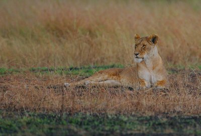 Lioness resting