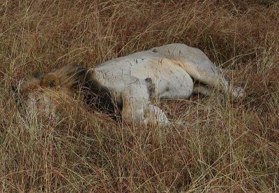 Lion -male sleeping off a big meal